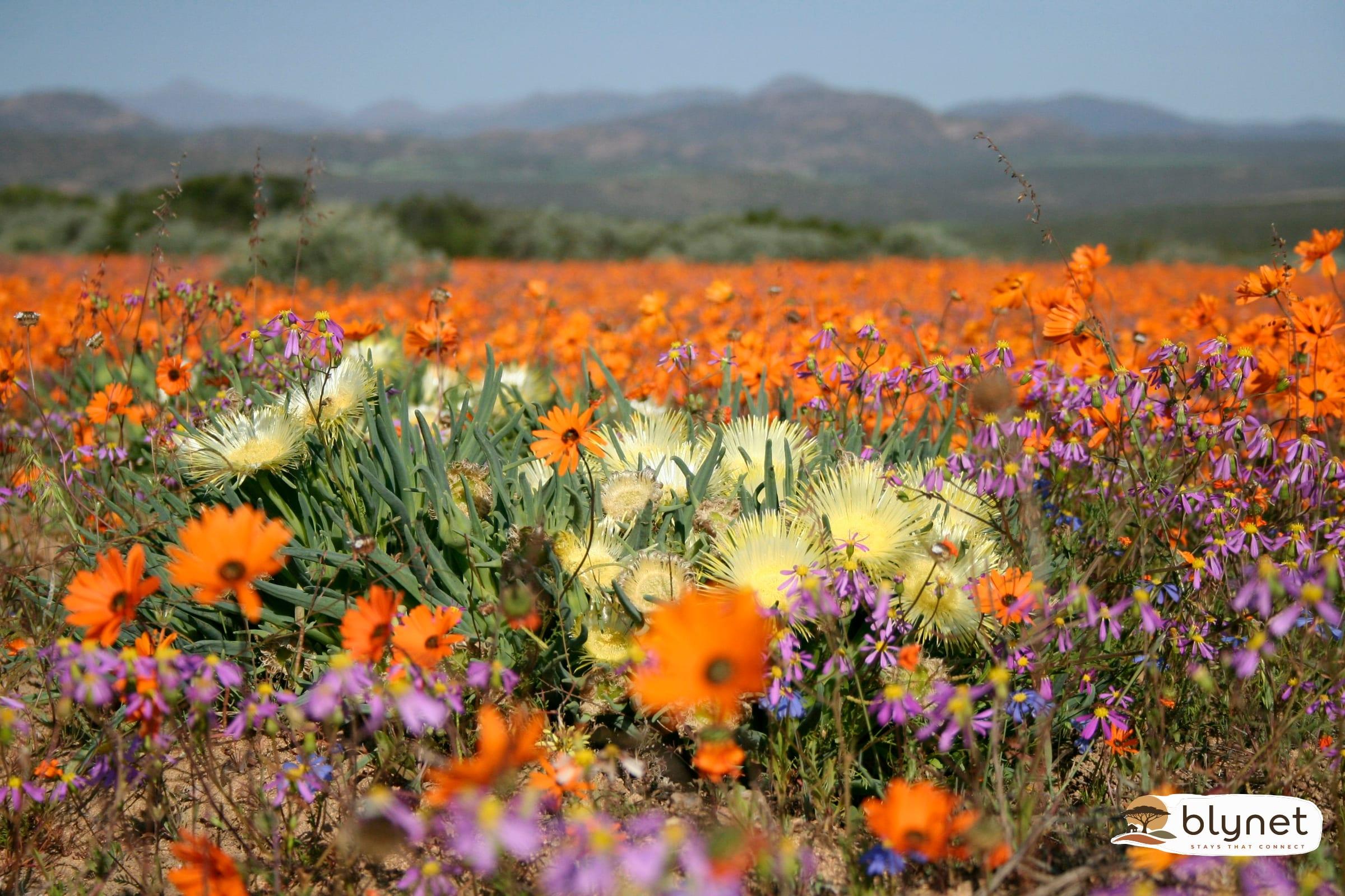 Brandrivier Self Catering Accommodation thumbnail 2