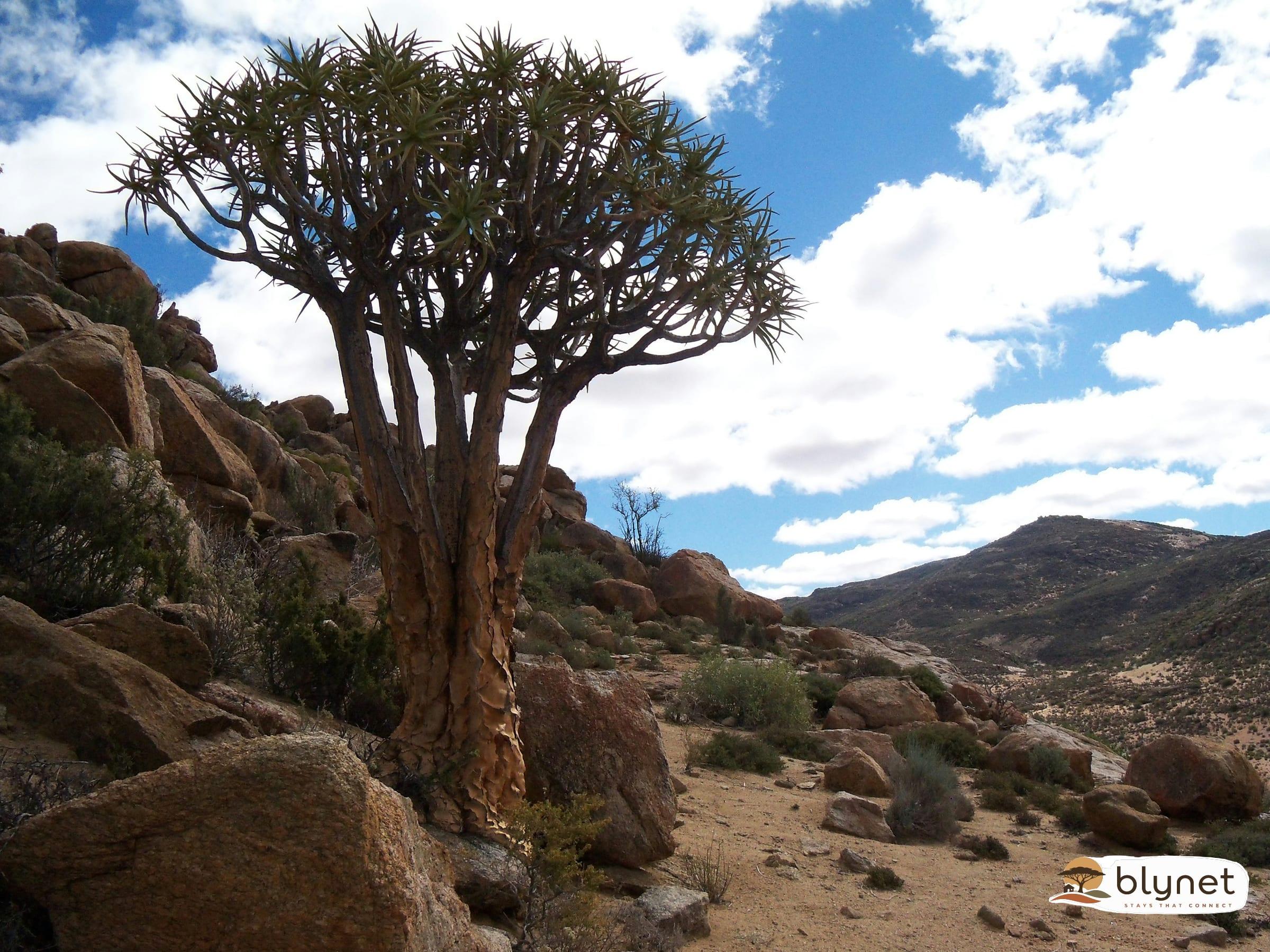 Brandrivier Self Catering Accommodation thumbnail 3