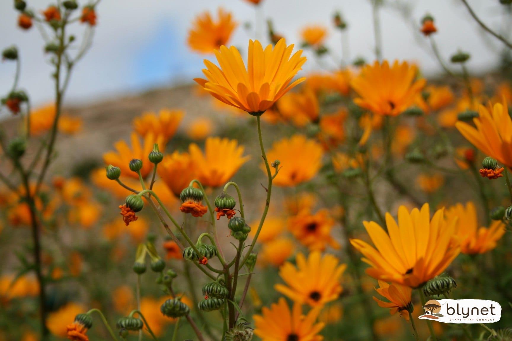 Brandrivier Self Catering Accommodation thumbnail 9