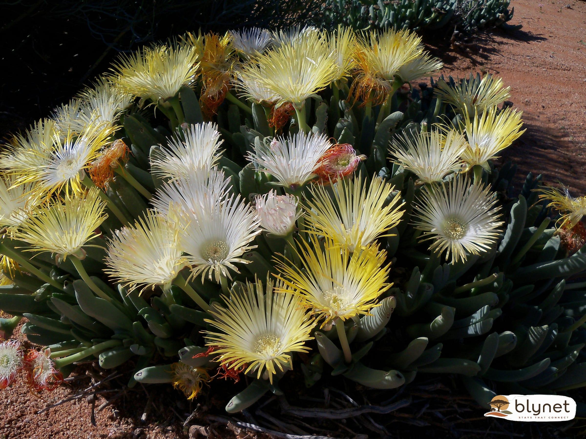 Brandrivier Self Catering Accommodation thumbnail 11