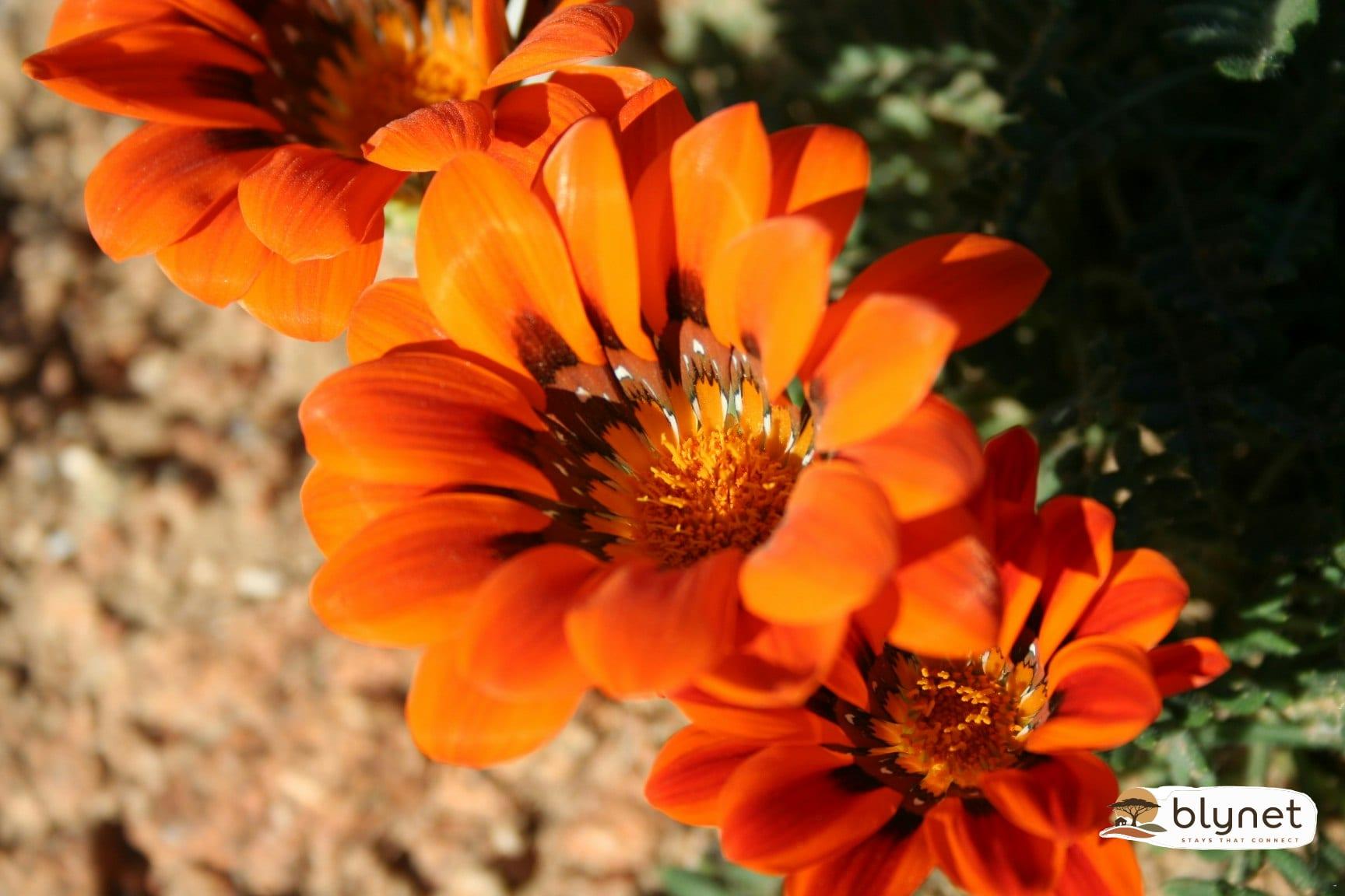 Brandrivier Self Catering Accommodation thumbnail 8