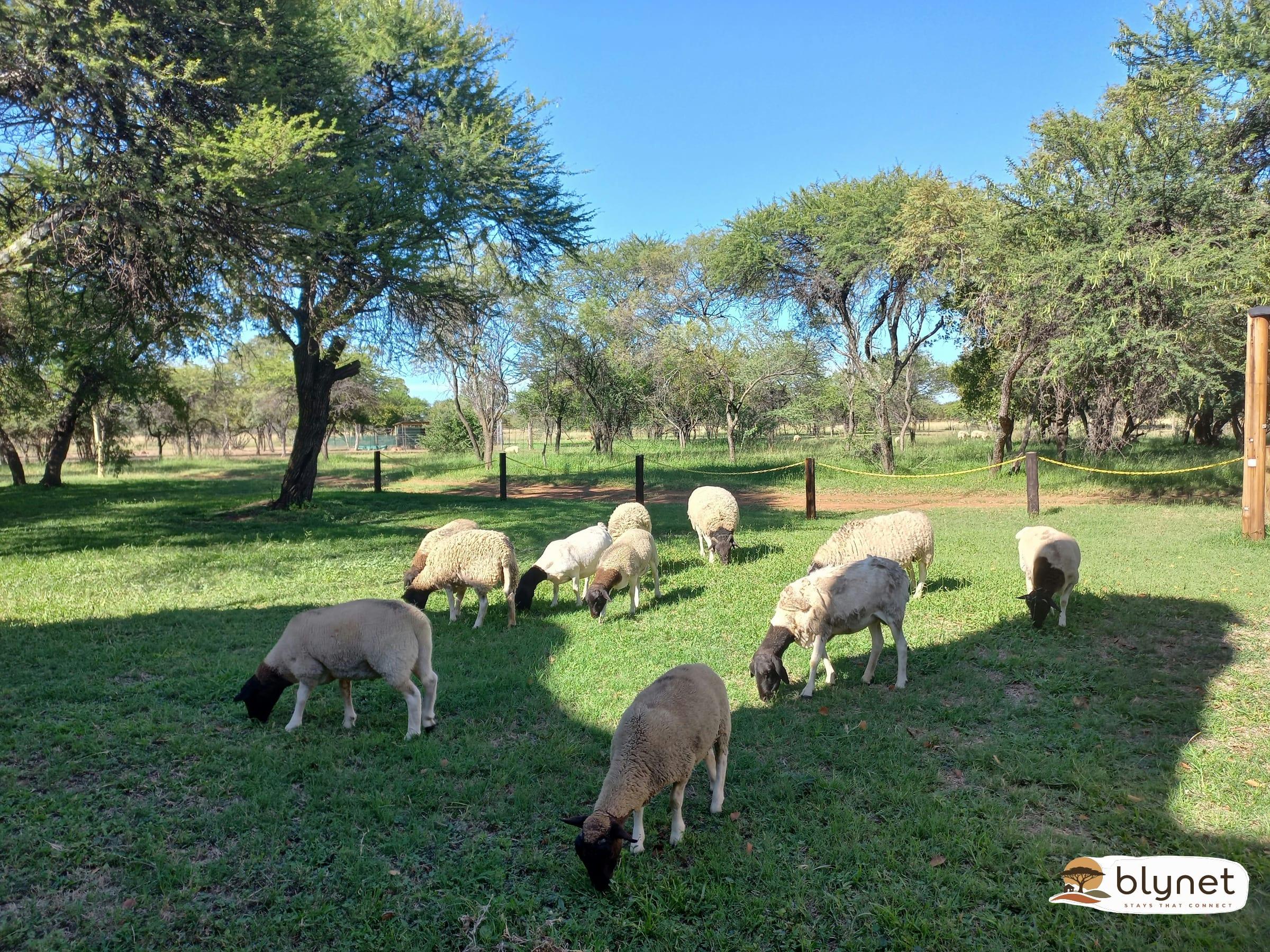 Sun Acres Farm thumbnail 18