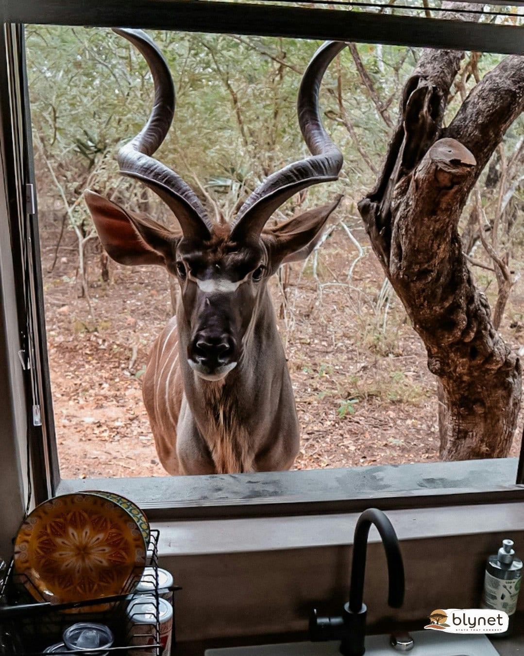 Shongololo Bush Villa thumbnail 2