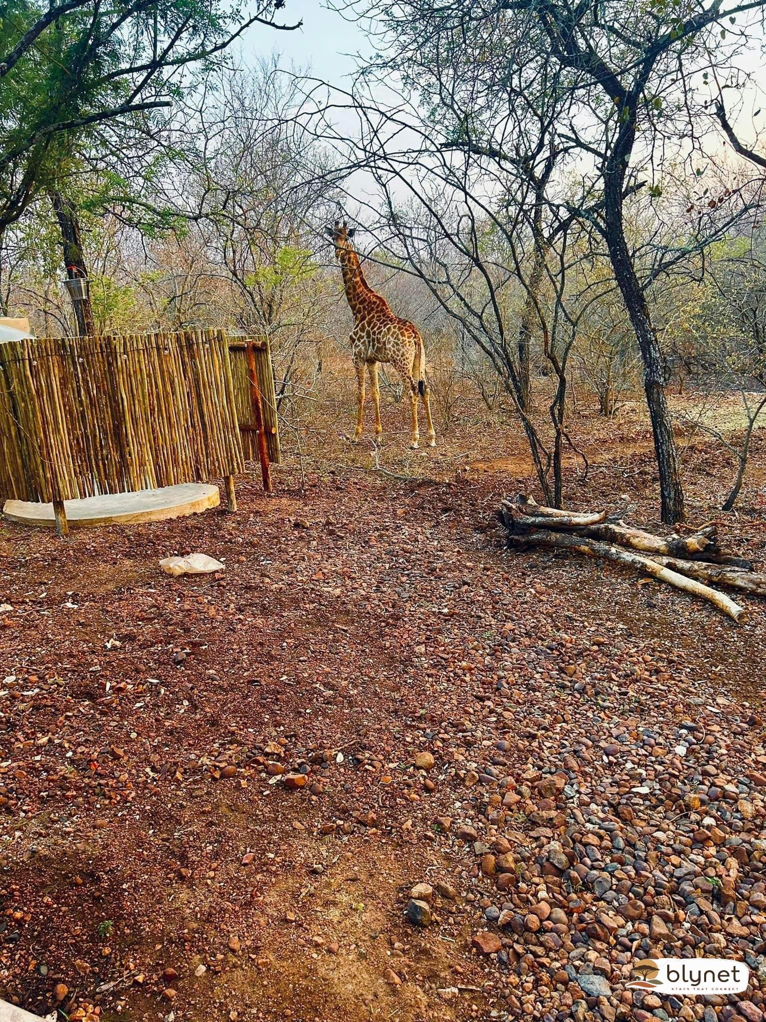 Shongololo Bush Villa thumbnail 13