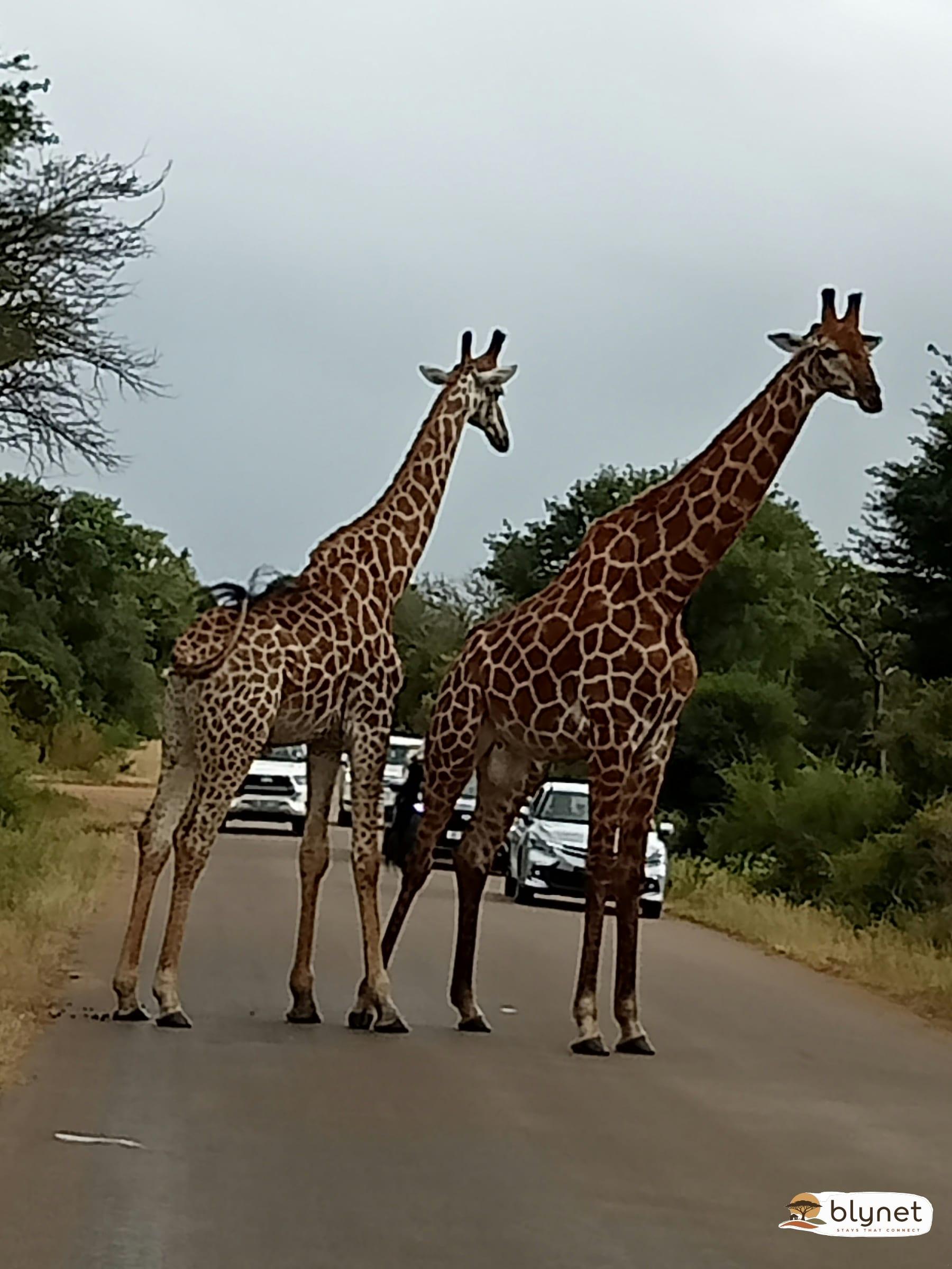 Motlôpi At Kruger thumbnail 7