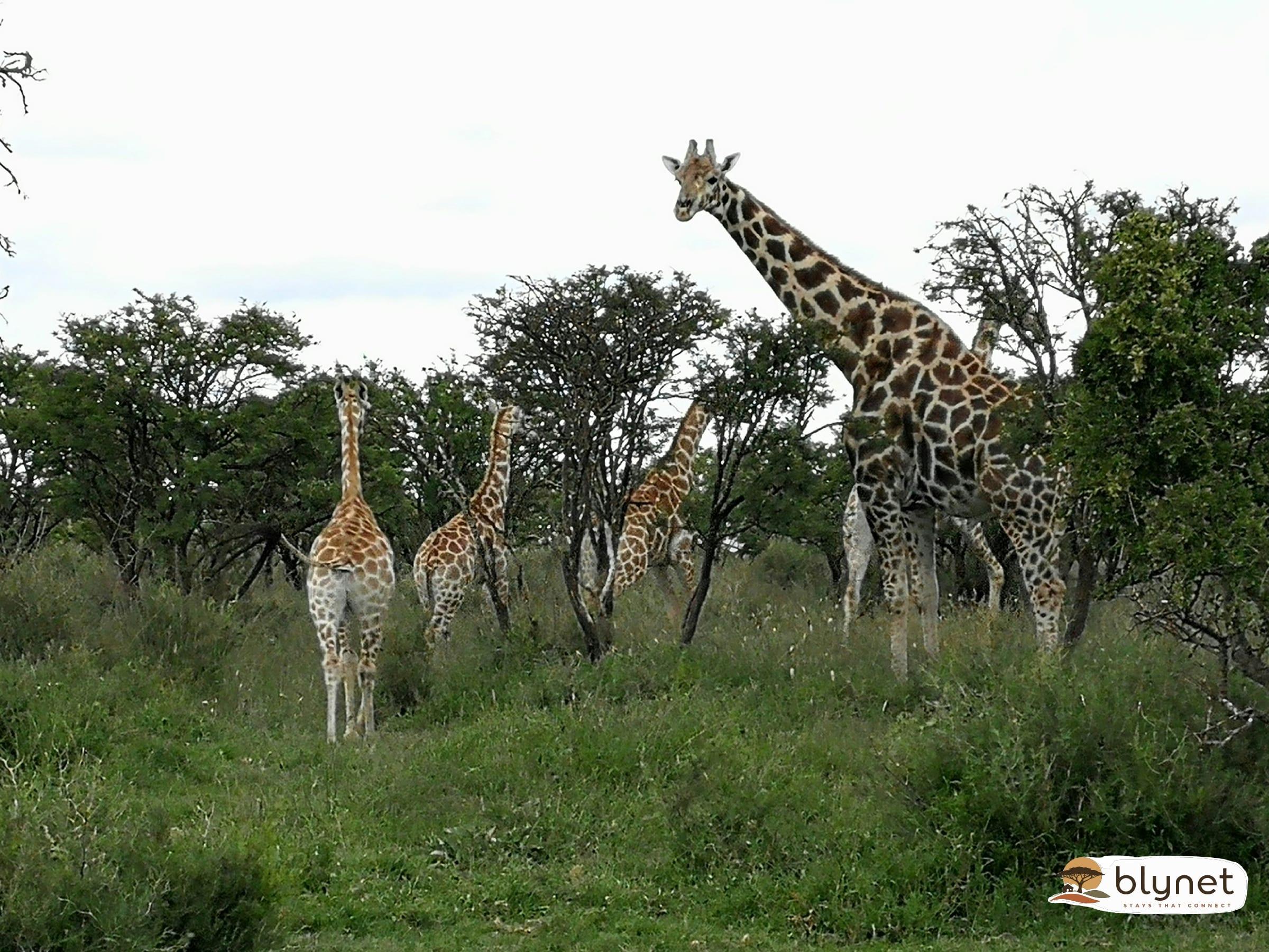 Bosrand Glamping - Giraffe thumbnail 3