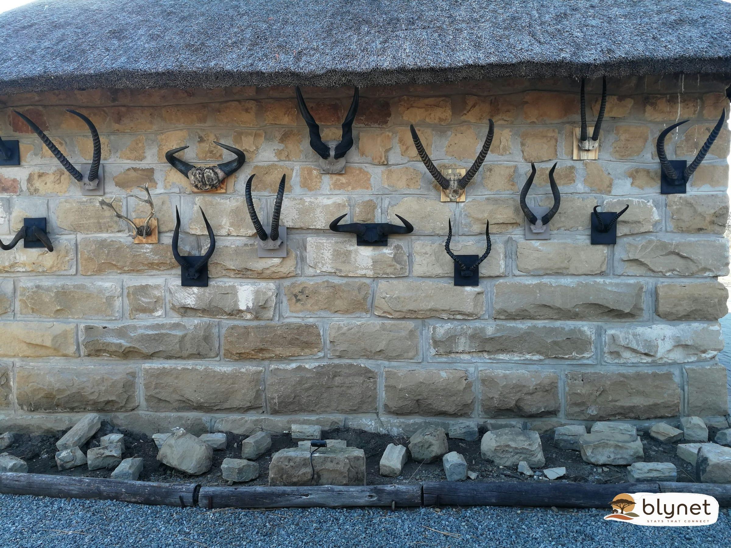 Bosrand Glamping - Gemsbok thumbnail 8