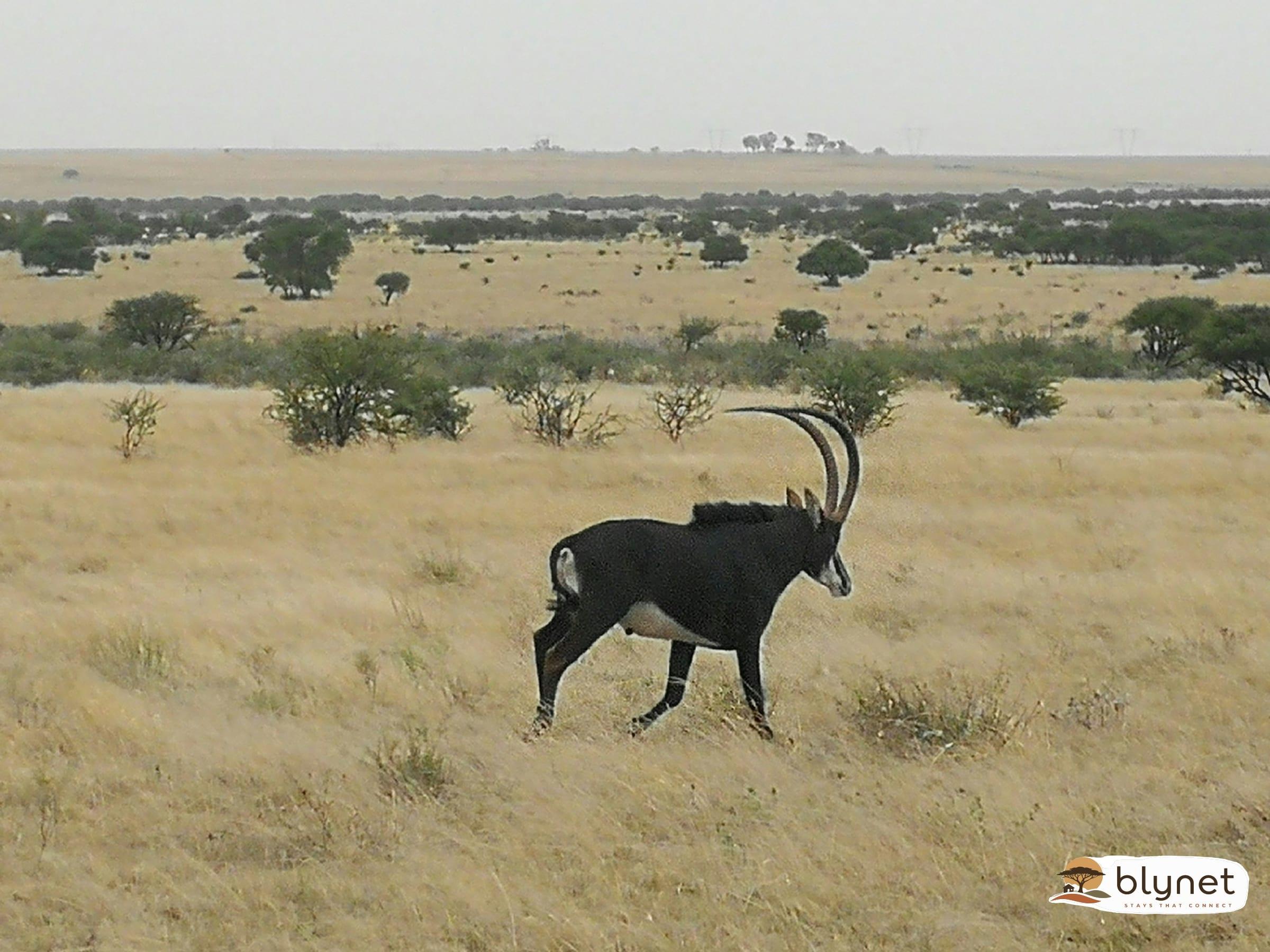 Bosrand Glamping - Sable thumbnail 3