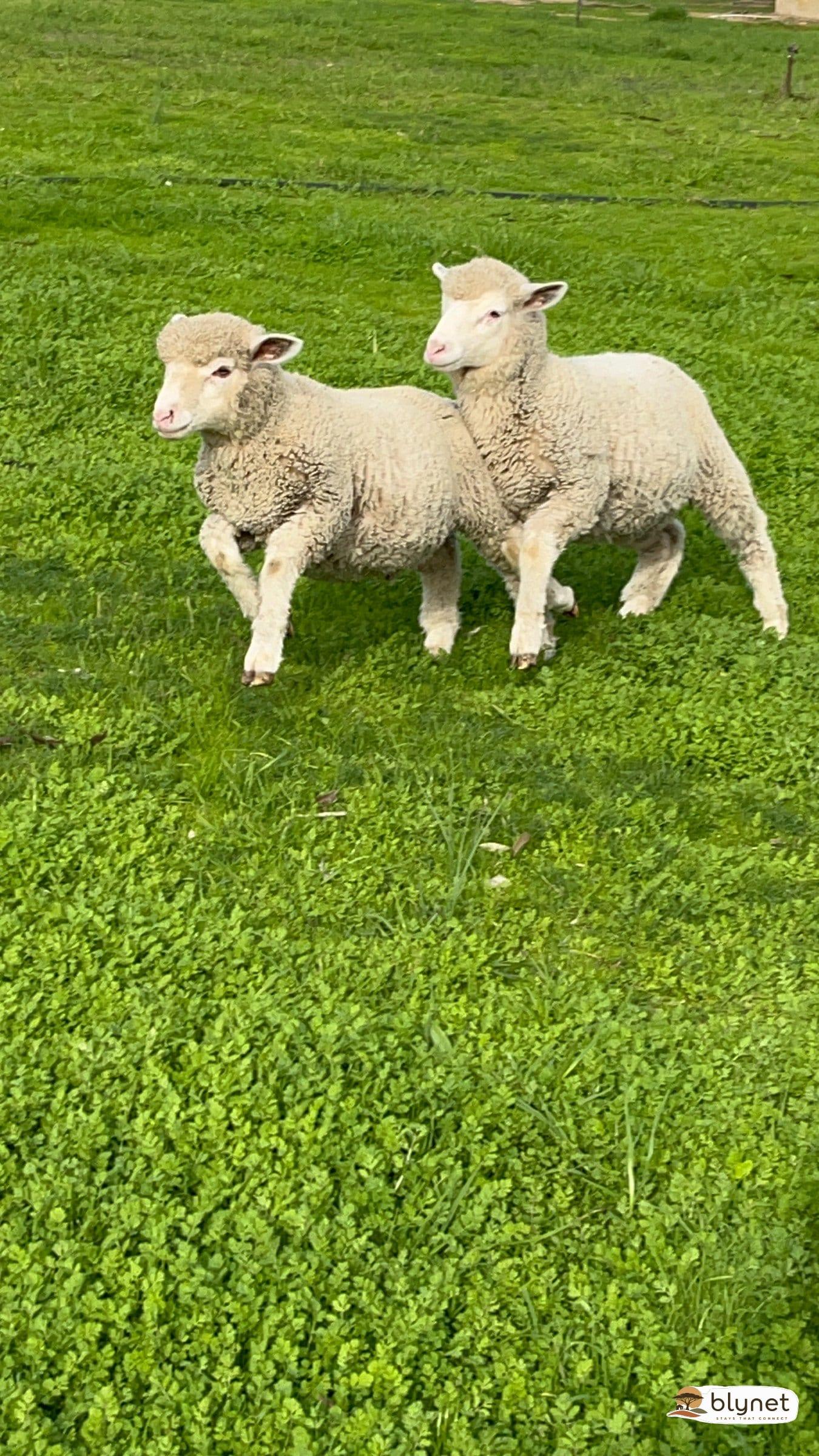 Hephzibah Inn Guest Farm thumbnail 35