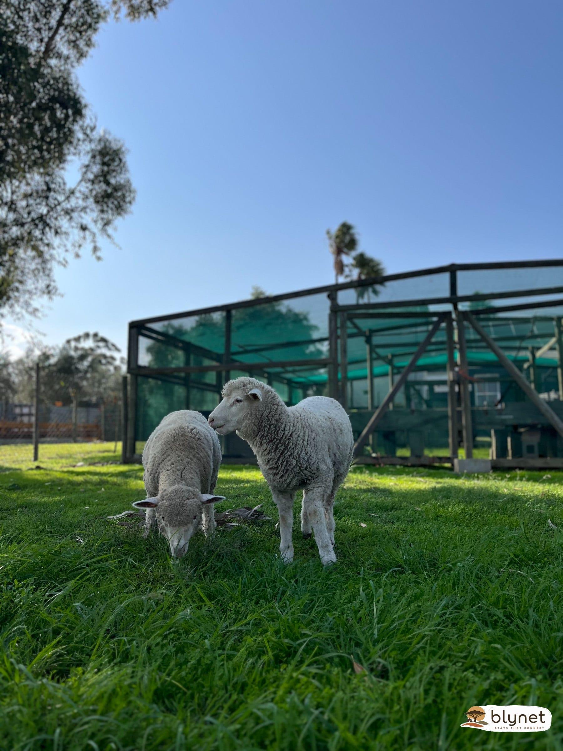 Hephzibah Inn Guest Farm thumbnail 36