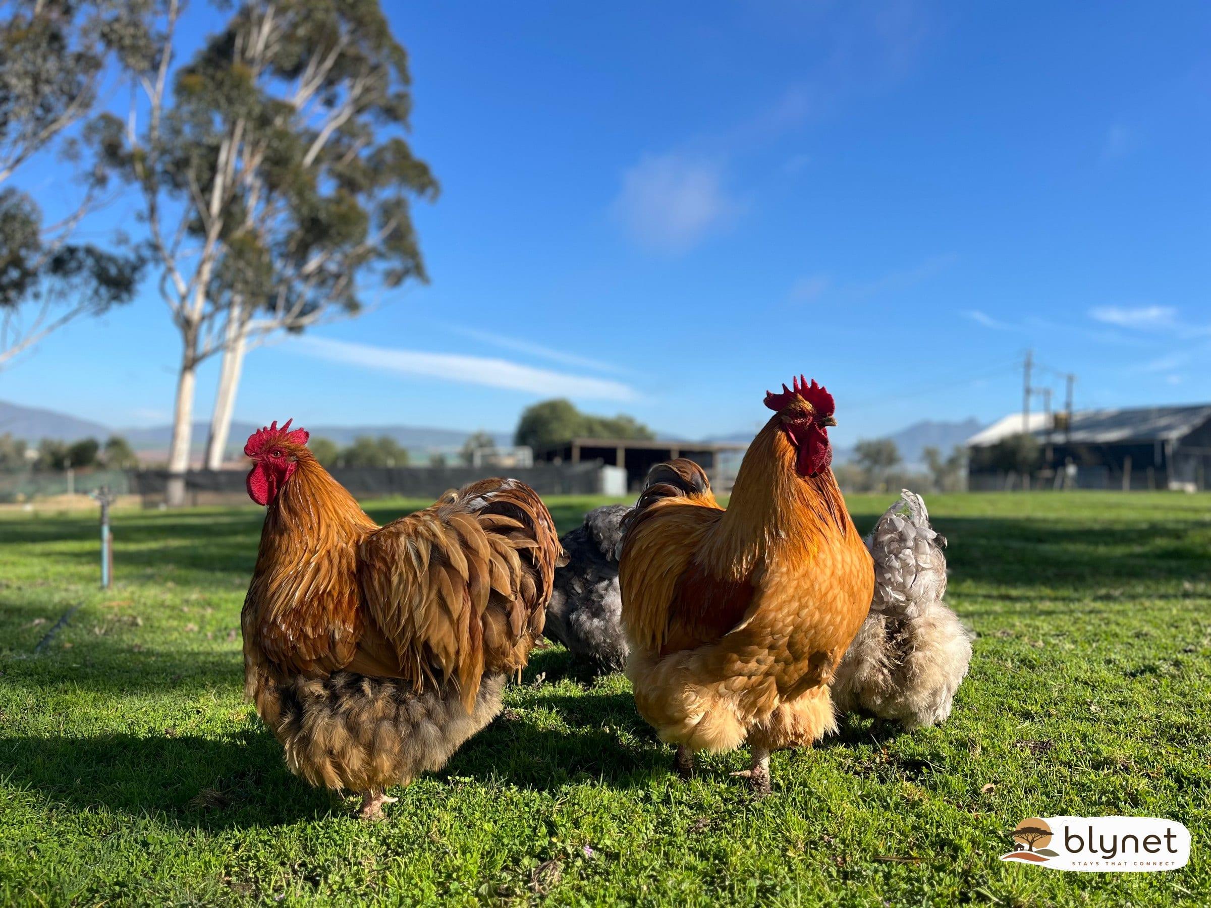 Hephzibah Inn Guest Farm thumbnail 4